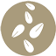 sesamo